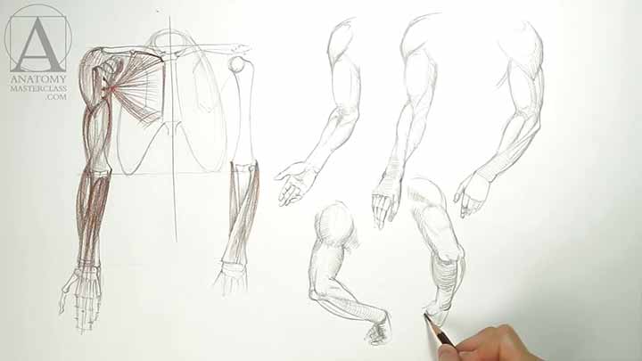 Anatomy of the Arm - Anatomy Master Class
