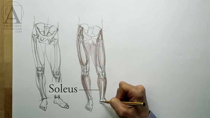 Anatomy of the Leg - Anatomy Lesson for Artists