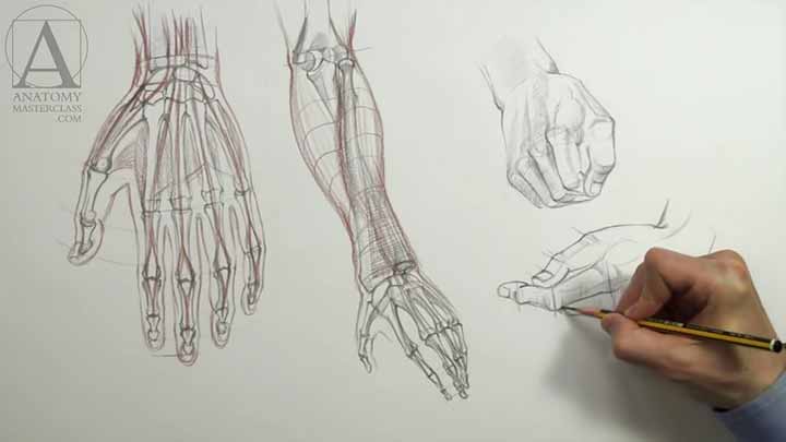 Drawing Hands - Anatomy Lesson for Artists