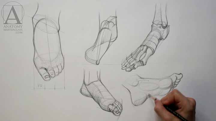 Foot Anatomy - Anatomy Master Class for figurative artists