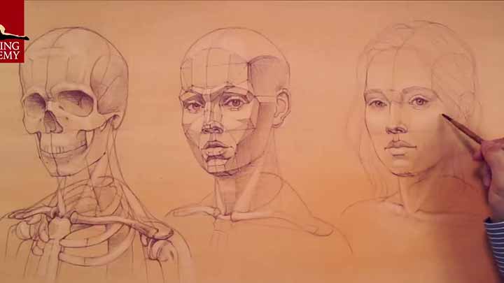 Head and Face Proportions