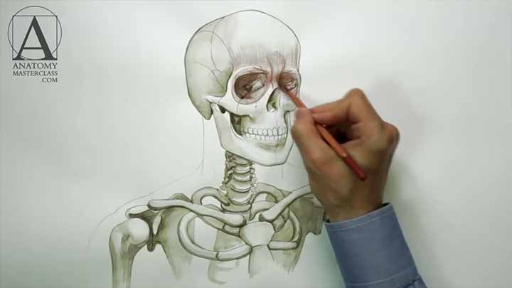 Head Neck and Shoulders Muscles - Anatomy Lesson for Artists