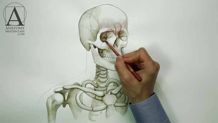 Head Neck and Shoulders Muscles - Anatomy Master Class for figurative artists