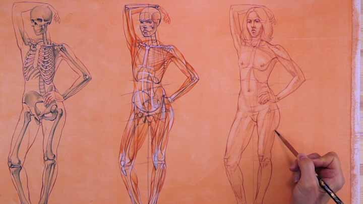 How to Draw a Female in Contrapposto