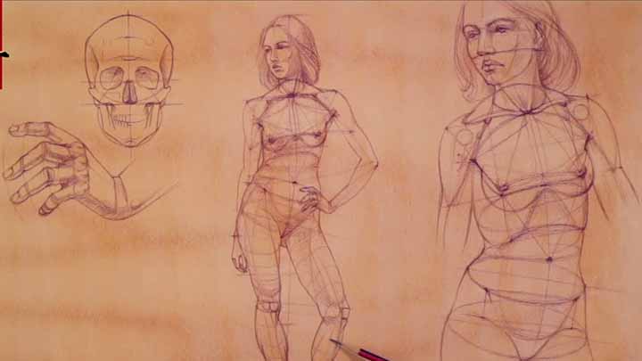 How to Draw a Figure with Correct Proportions