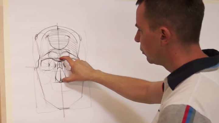 How to Draw a Skull Anatomy and Proportions