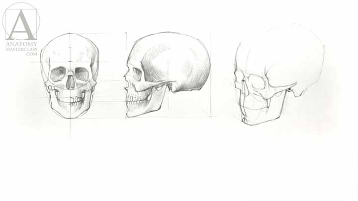 How to Draw a Skull - Anatomy Master Class for figurative artists