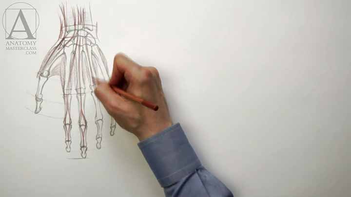 How to Draw Hands - Anatomy Master Class