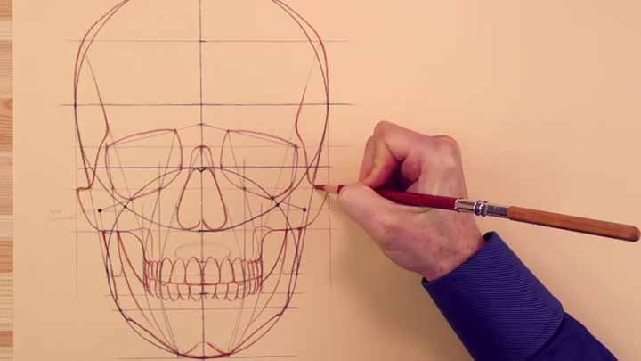 How to Draw Proportions of a Skull