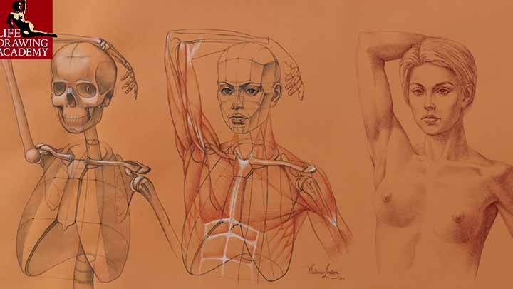 How to Draw Shoulder Girdle Muscles