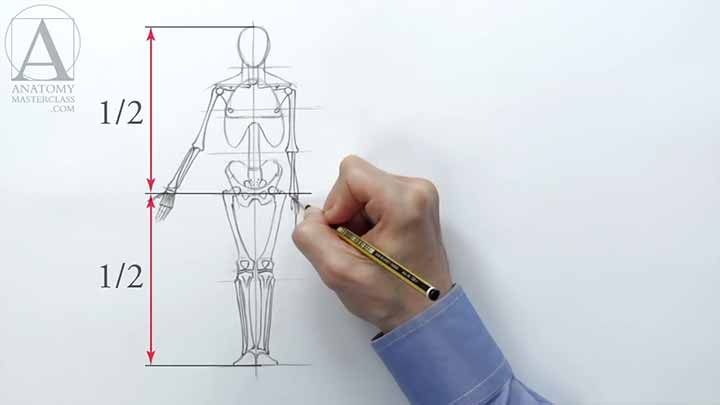 Human Figure Proportions - Anatomy Lesson for Artists
