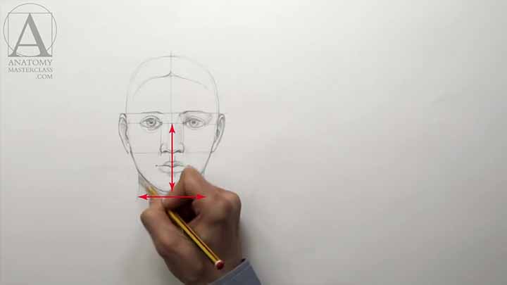 Human Head Proportions - Anatomy Lesson for Artists